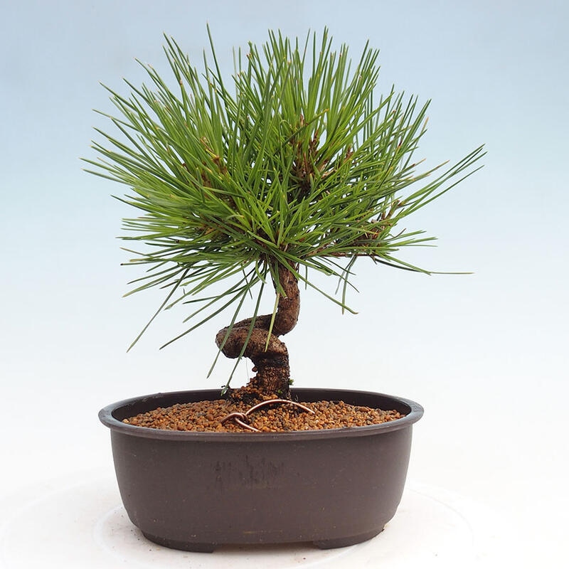 Outdoor bonsai - Pinus thunbergii - Thunbergia pine