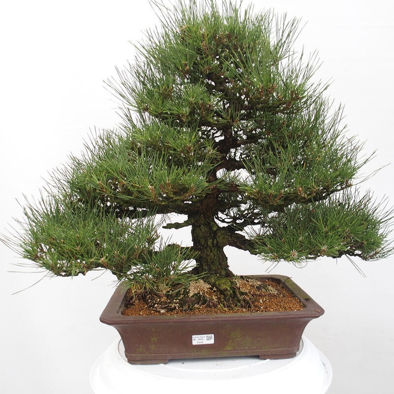 Outdoor bonsai - Pinus thunbergii - Thunberg pine