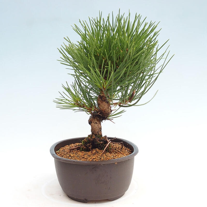 Outdoor bonsai - Pinus thunbergii - Thunbergia pine