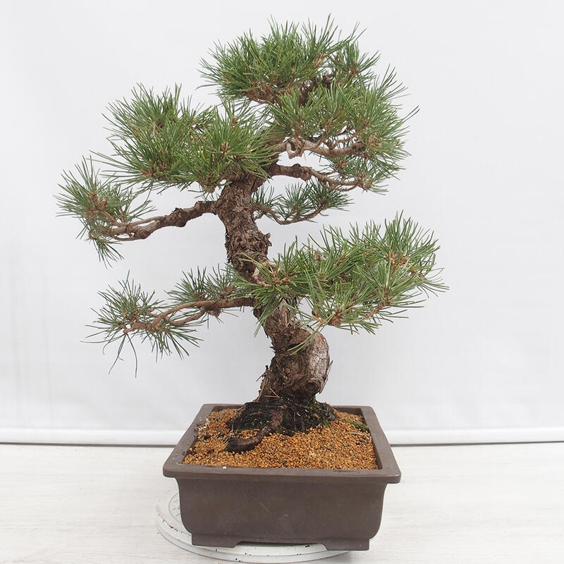 Outdoor bonsai - Pinus thunbergii - Thunberg pine