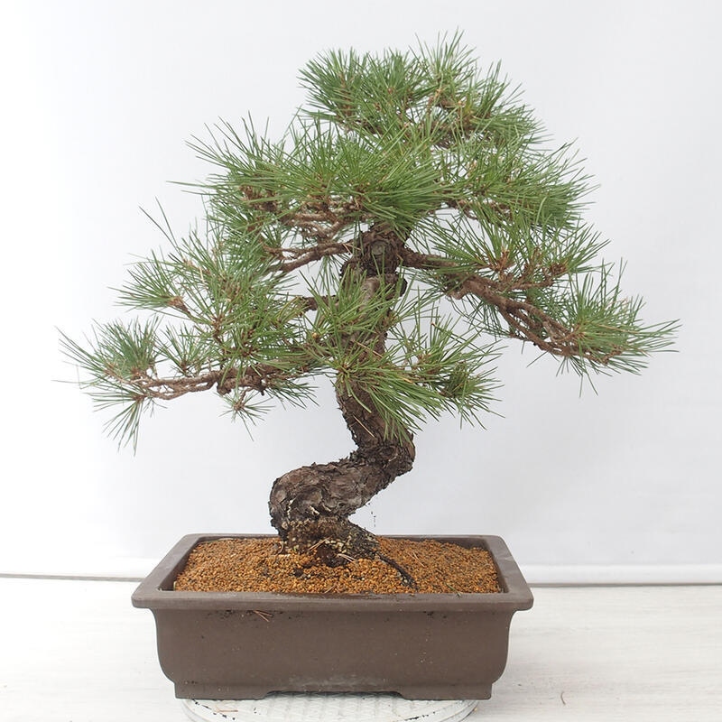 Outdoor bonsai - Pinus thunbergii - Thunberg pine