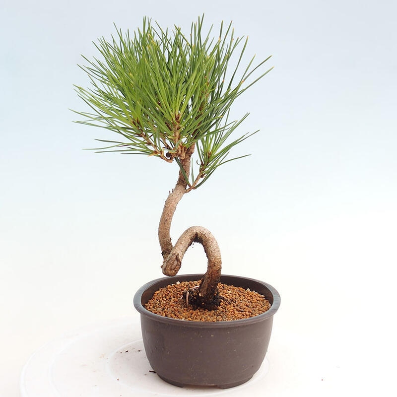 Outdoor bonsai - Pinus thunbergii - Thunbergia pine