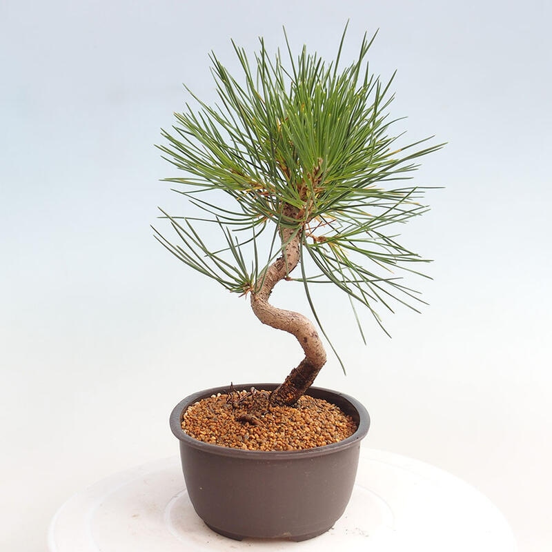 Outdoor bonsai - Pinus thunbergii - Thunbergia pine