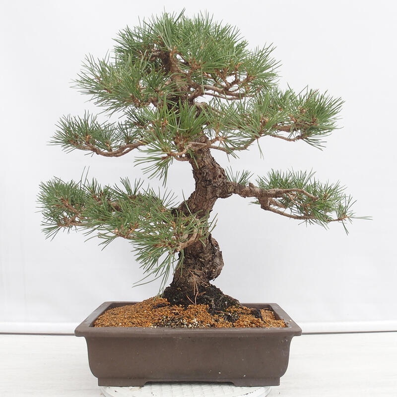 Outdoor bonsai - Pinus thunbergii - Thunberg pine