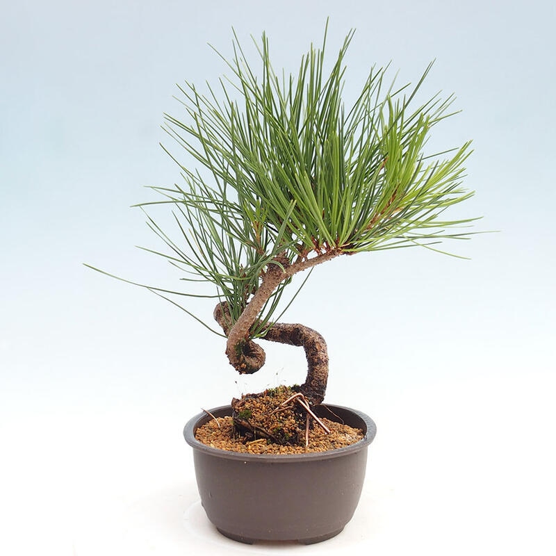 Outdoor bonsai - Pinus thunbergii - Thunbergia pine