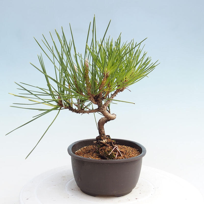 Outdoor bonsai - Pinus thunbergii - Thunbergia pine