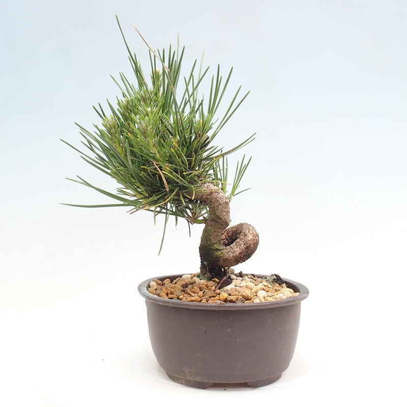 Outdoor bonsai - Pinus thunbergii - Thunbergia pine