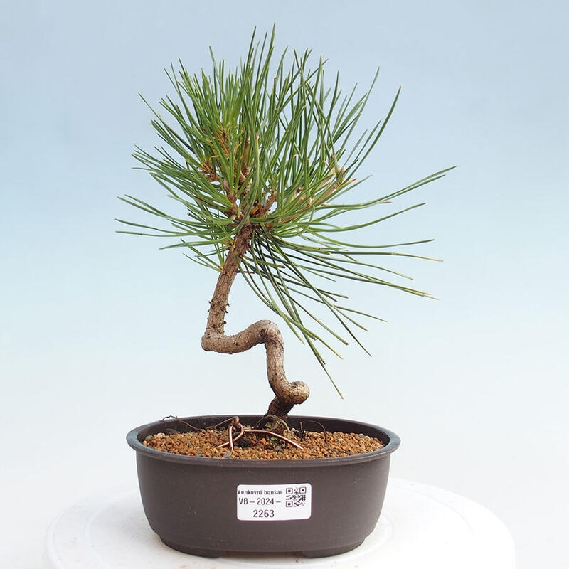 Outdoor bonsai - Pinus thunbergii - Thunbergia pine