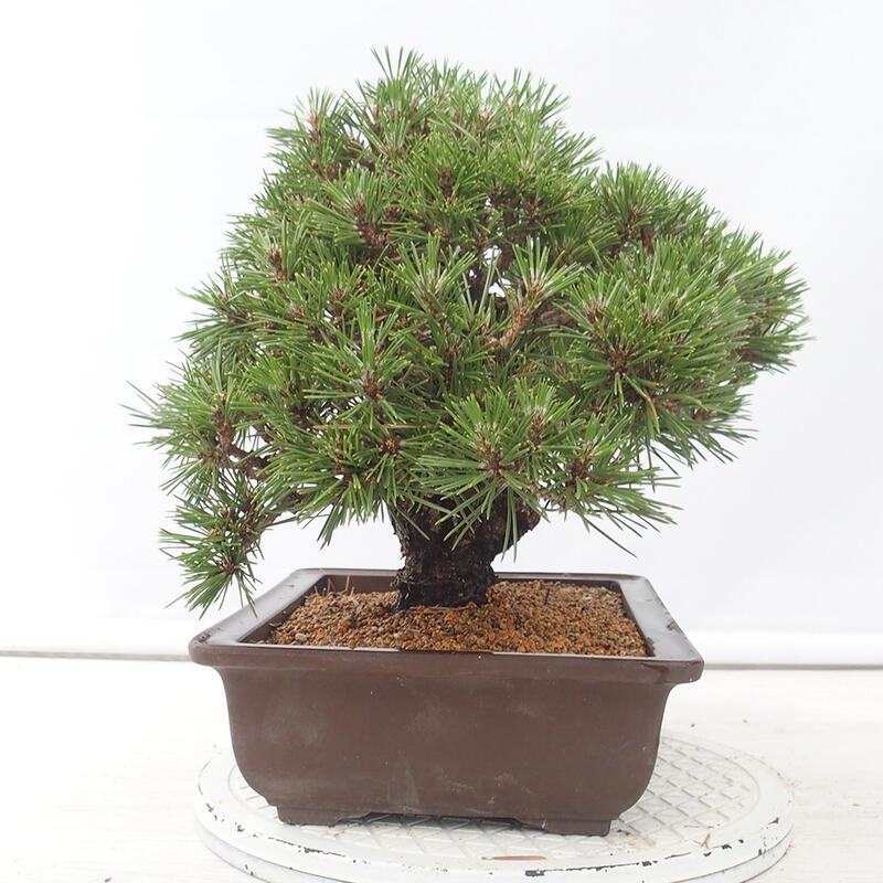 Outdoor bonsai - Pinus thunbergii - Thunberg pine