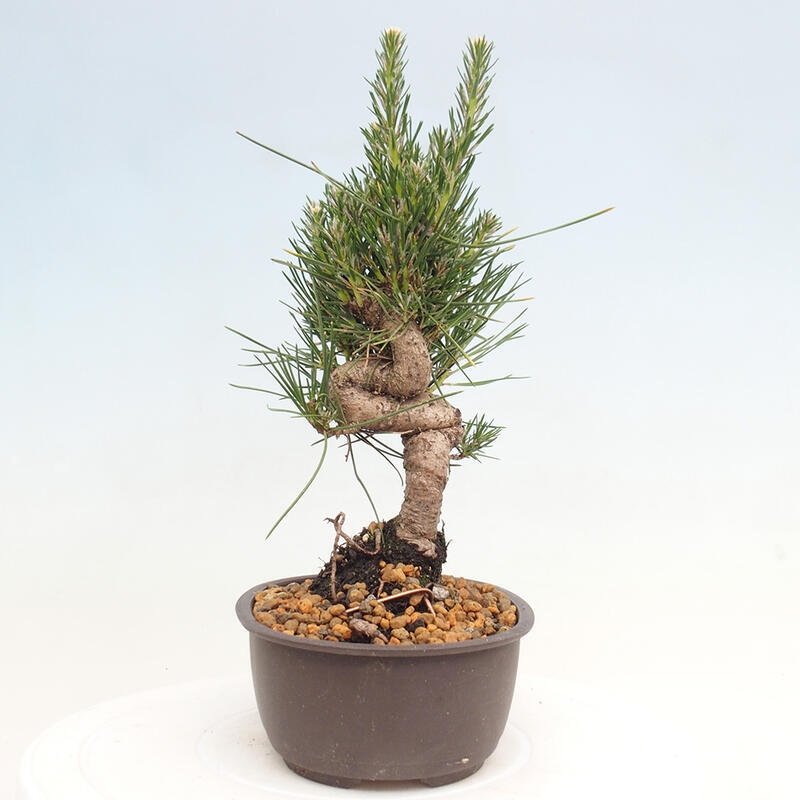 Outdoor bonsai - Pinus thunbergii - Thunbergia pine