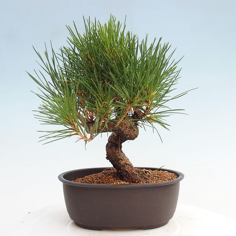 Outdoor bonsai - Pinus thunbergii - Thunbergia pine