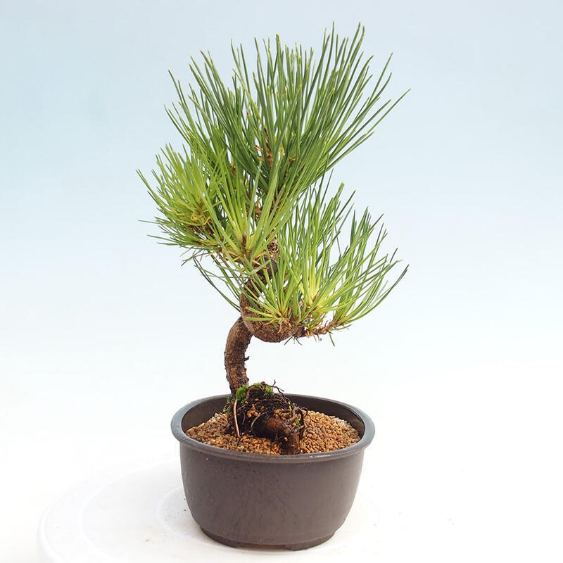 Outdoor bonsai - Pinus thunbergii - Thunbergia pine