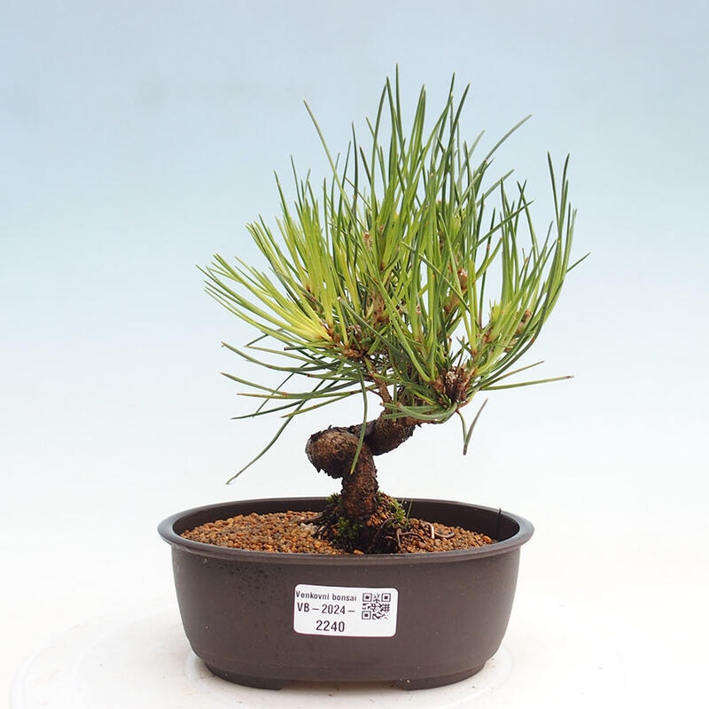 Outdoor bonsai - Pinus thunbergii - Thunbergia pine