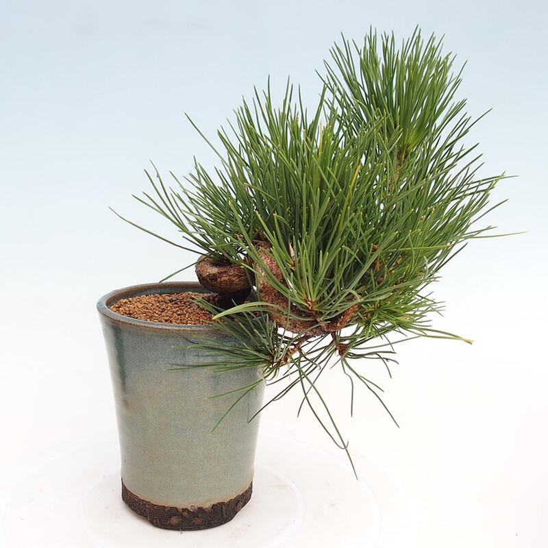 Outdoor bonsai - Pinus thunbergii - Thunbergia pine