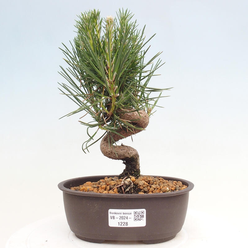 Outdoor bonsai - Pinus thunbergii - Thunbergia pine