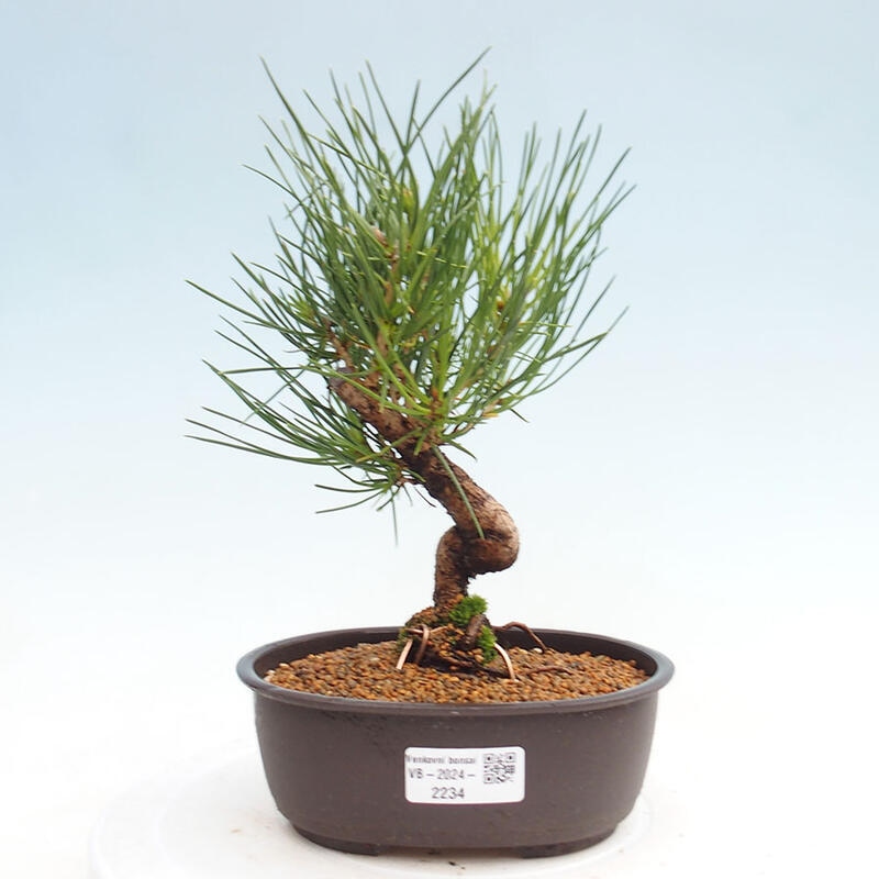 Outdoor bonsai - Pinus thunbergii - Thunbergia pine