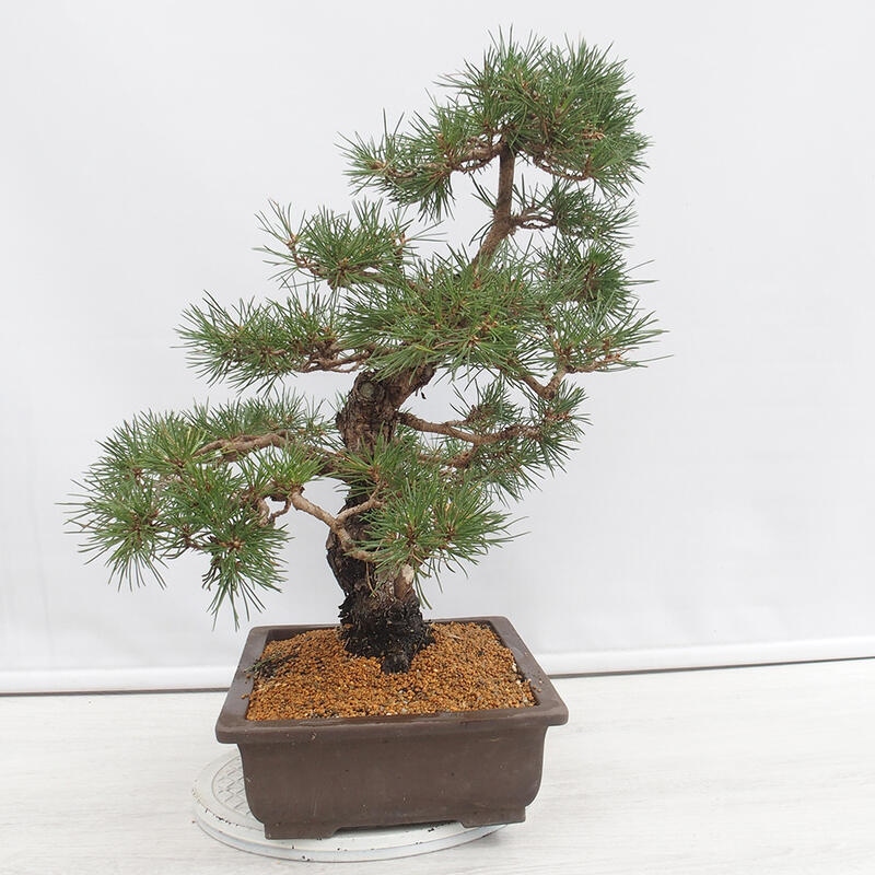 Outdoor bonsai - Pinus thunbergii - Thunberg pine