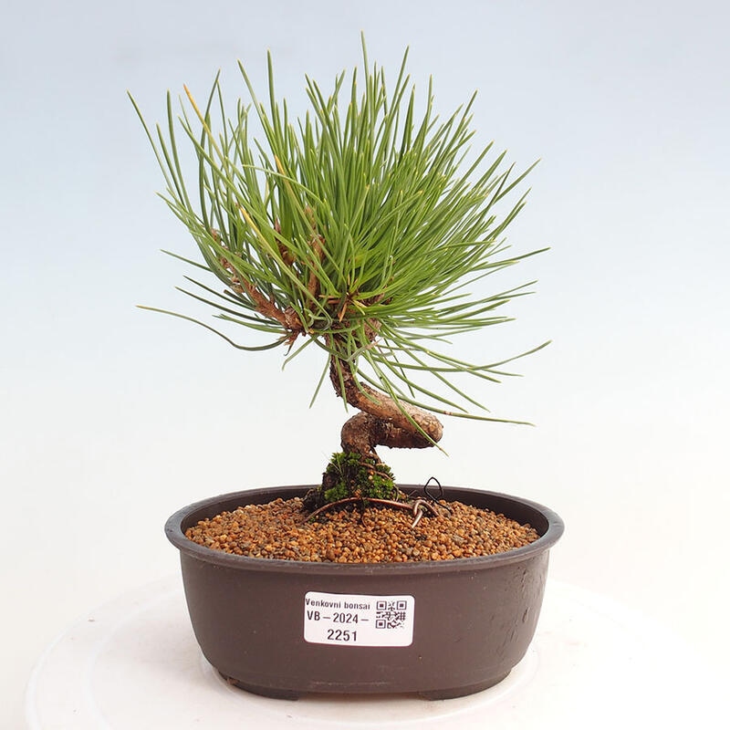 Outdoor bonsai - Pinus thunbergii - Thunbergia pine