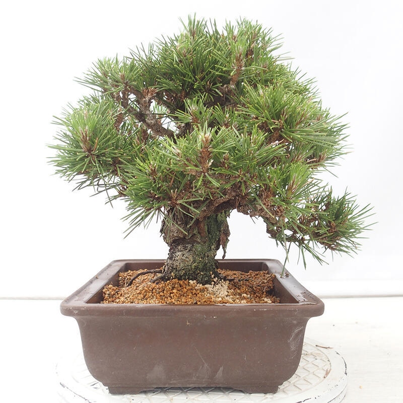 Outdoor bonsai - Pinus thunbergii - Thunberg pine