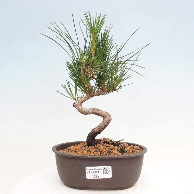 Outdoor bonsai - Pinus thunbergii - Thunbergia pine