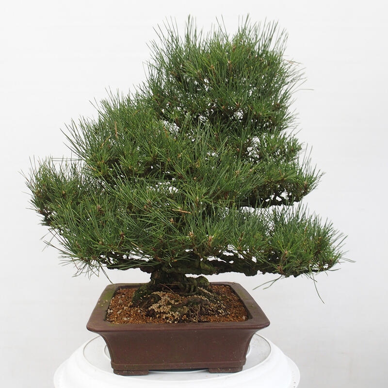 Outdoor bonsai - Pinus thunbergii - Thunberg pine