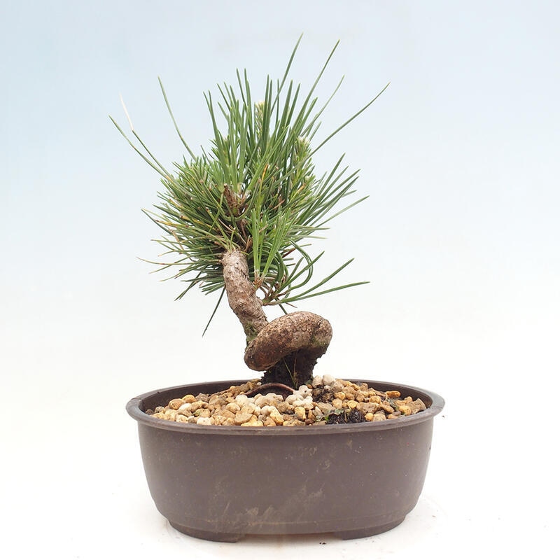 Outdoor bonsai - Pinus thunbergii - Thunbergia pine