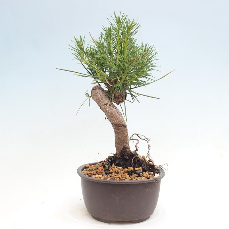 Outdoor bonsai - Pinus thunbergii - Thunbergia pine