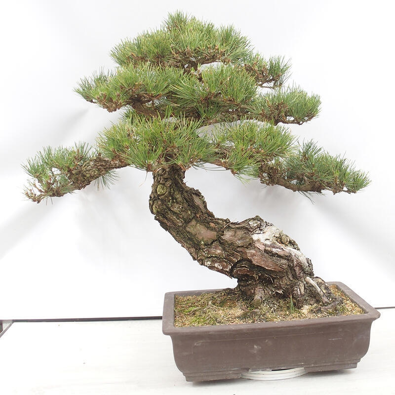 Outdoor bonsai - Pinus thunbergii - Thunberg pine