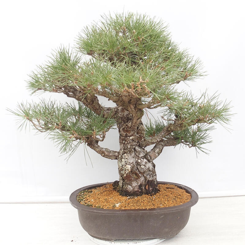 Outdoor bonsai - Pinus thunbergii - Thunberg pine