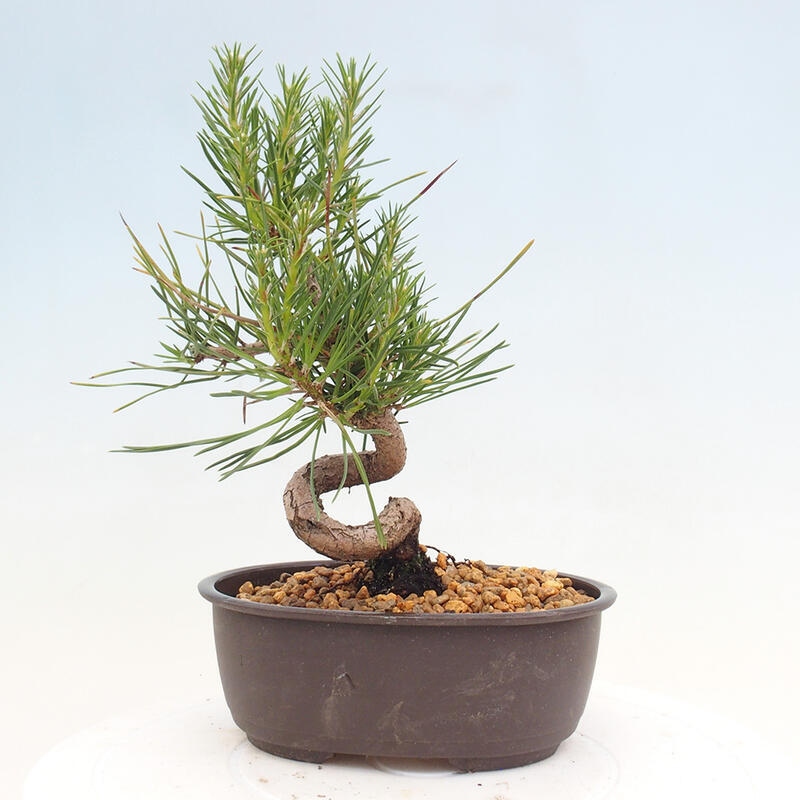 Outdoor bonsai - Pinus thunbergii - Thunbergia pine