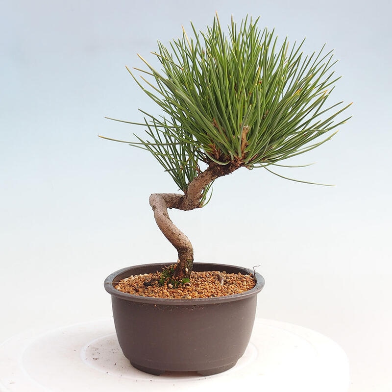 Outdoor bonsai - Pinus thunbergii - Thunbergia pine