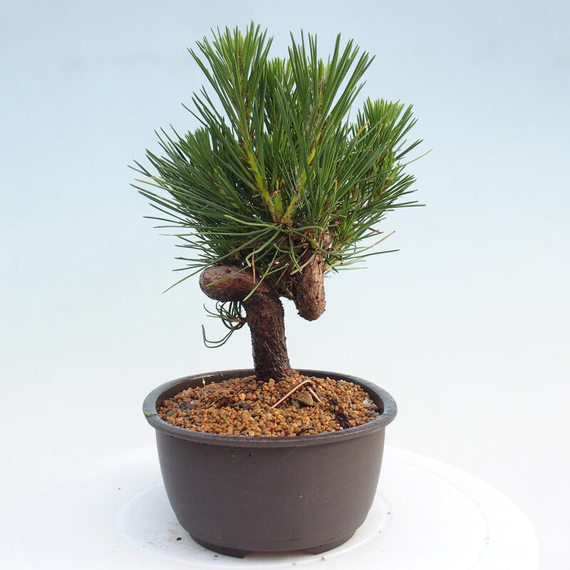 Outdoor bonsai - Pinus thunbergii - Thunbergia pine