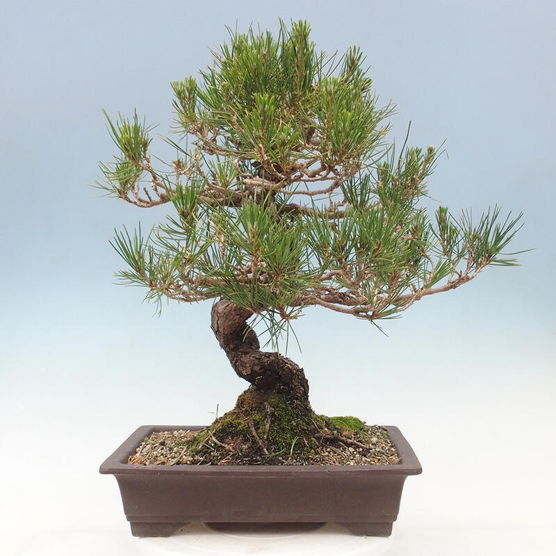 Outdoor bonsai - Pinus thunbergii - Thunbergia pine