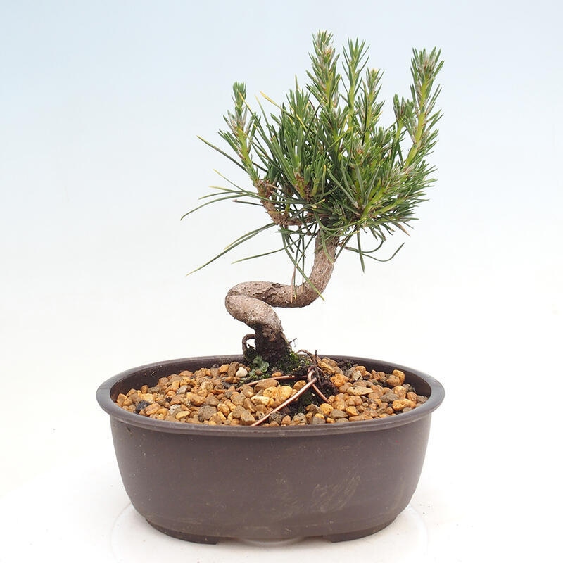 Outdoor bonsai - Pinus thunbergii - Thunbergia pine