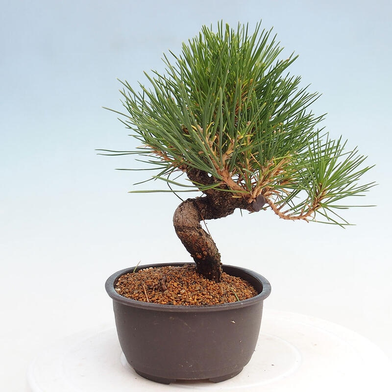 Outdoor bonsai - Pinus thunbergii - Thunbergia pine