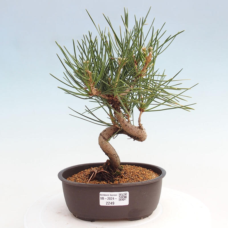 Outdoor bonsai - Pinus thunbergii - Thunbergia pine