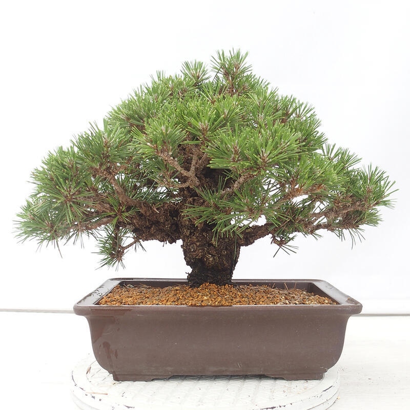 Outdoor bonsai - Pinus thunbergii - Thunberg pine