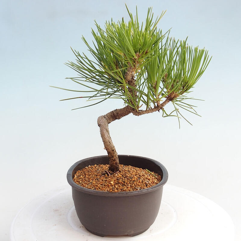 Outdoor bonsai - Pinus thunbergii - Thunbergia pine