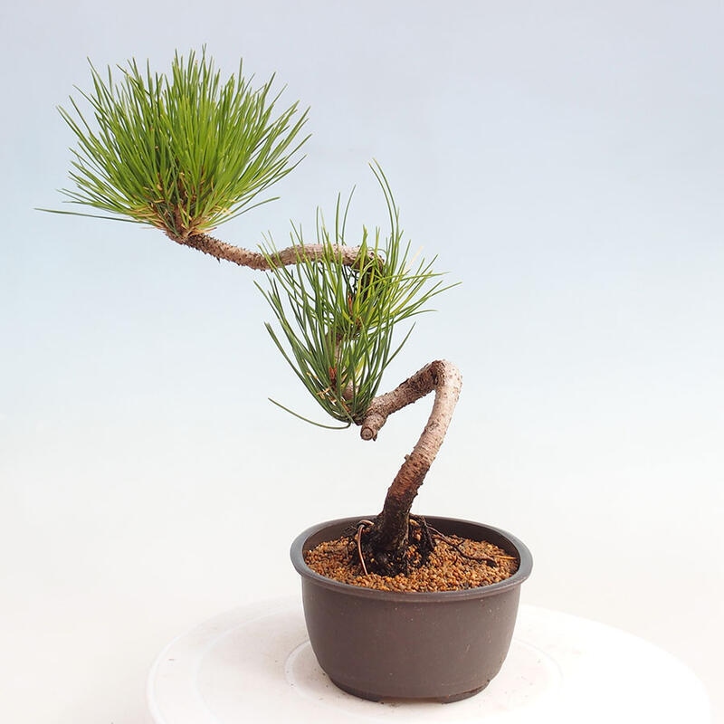 Outdoor bonsai - Pinus thunbergii - Thunbergia pine