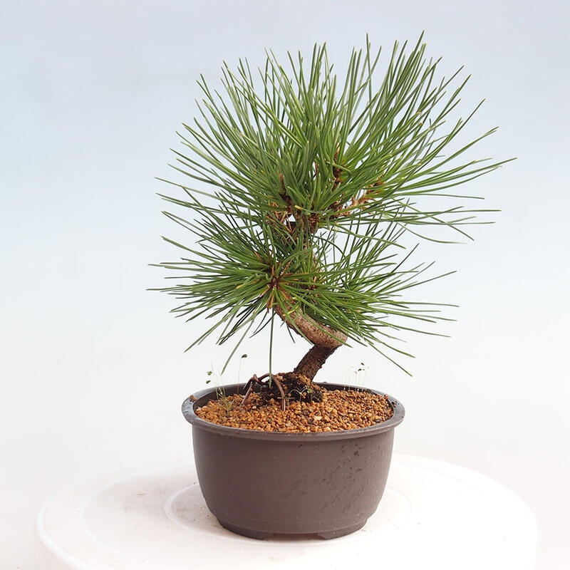 Outdoor bonsai - Pinus thunbergii - Thunbergia pine