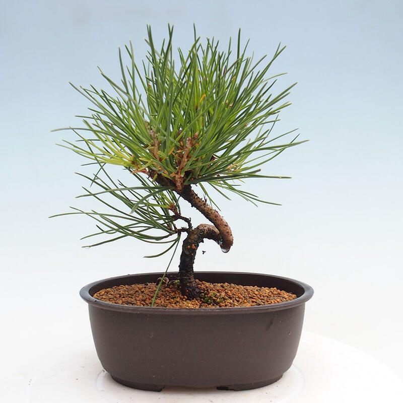 Outdoor bonsai - Pinus thunbergii - Thunbergia pine