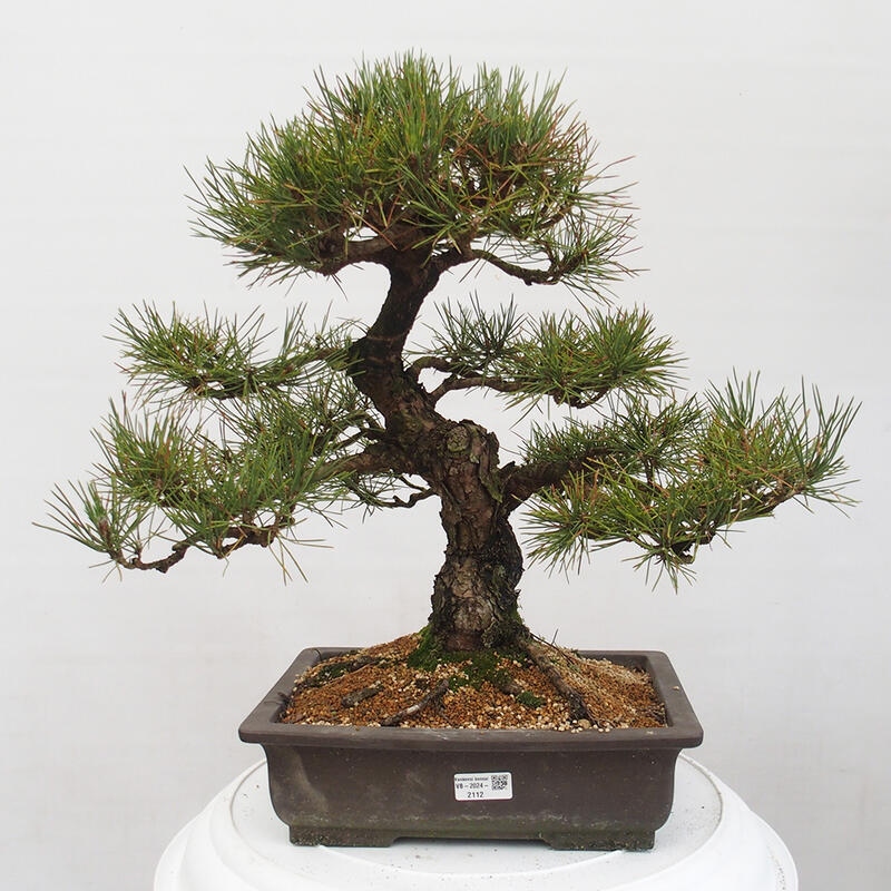 Outdoor bonsai - Pinus thunbergii - Thunberg pine