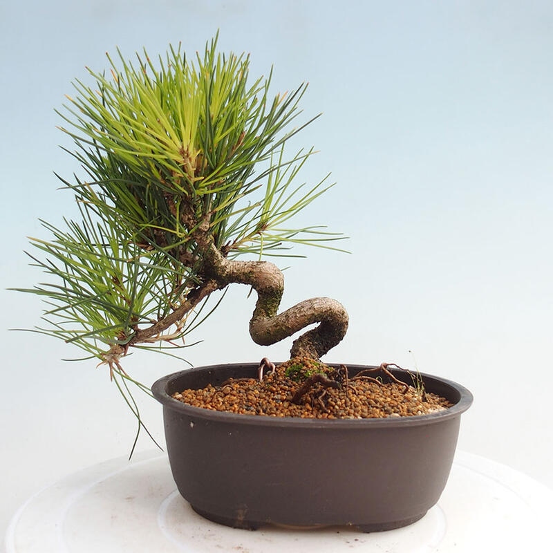 Outdoor bonsai - Pinus thunbergii - Thunbergia pine