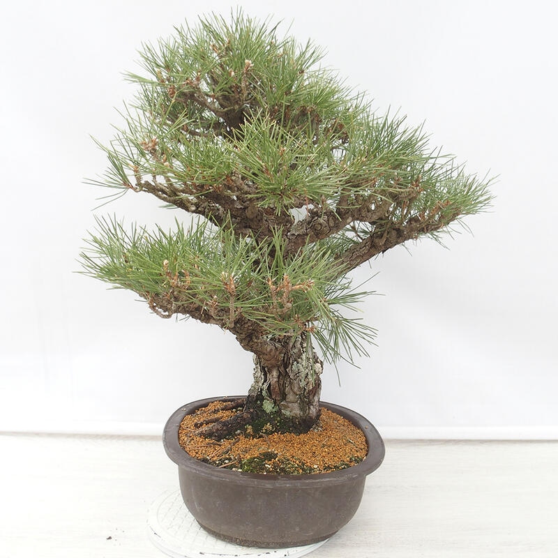 Outdoor bonsai - Pinus thunbergii - Thunberg pine