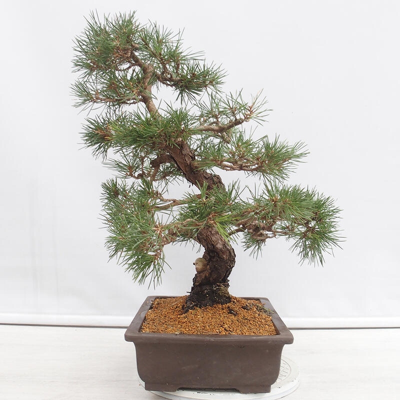 Outdoor bonsai - Pinus thunbergii - Thunberg pine