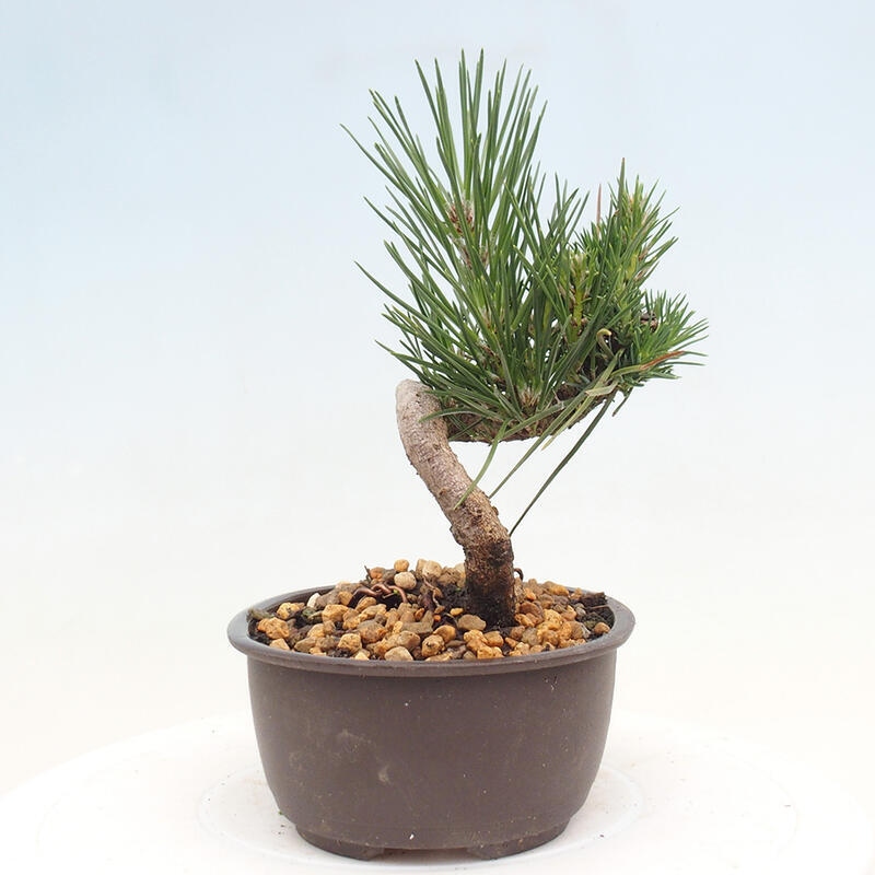 Outdoor bonsai - Pinus thunbergii - Thunbergia pine