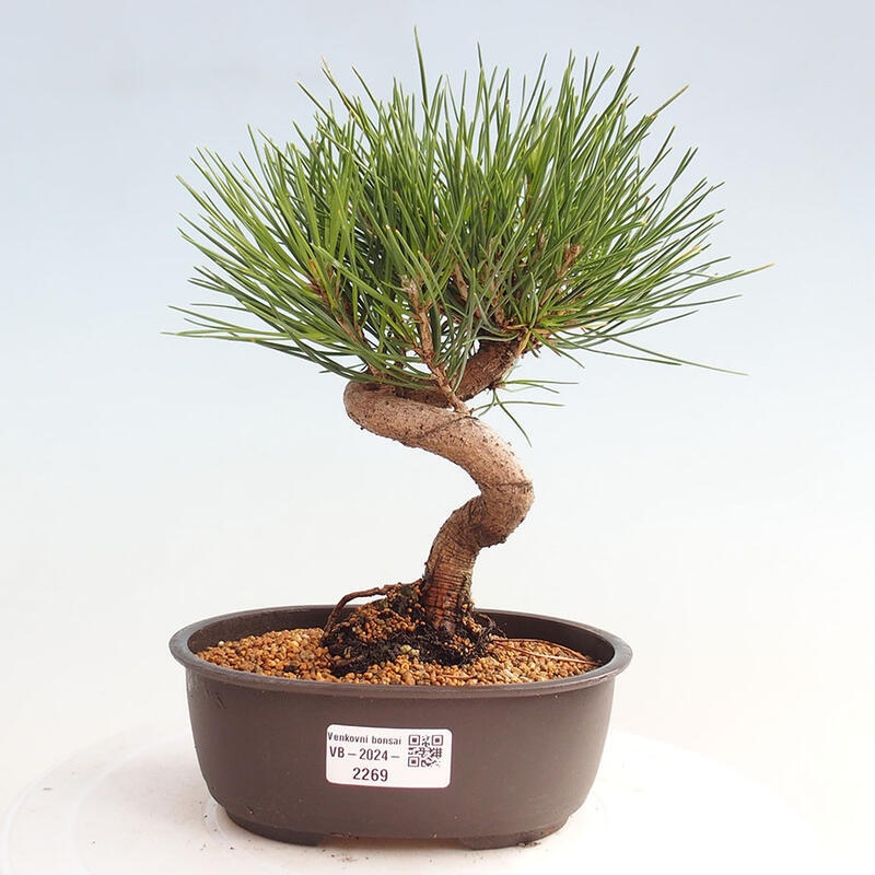 Outdoor bonsai - Pinus thunbergii - Thunbergia pine