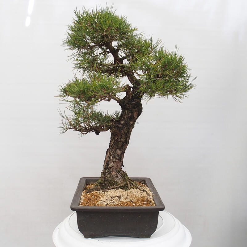 Outdoor bonsai - Pinus thunbergii - Thunberg pine