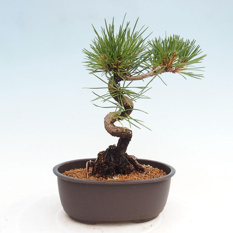 Outdoor bonsai - Pinus thunbergii - Thunbergia pine