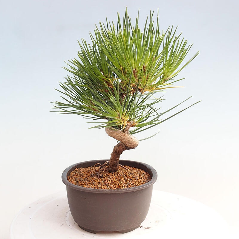 Outdoor bonsai - Pinus thunbergii - Thunbergia pine